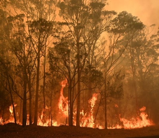 Millions of animals feared dead in Australia bushfires