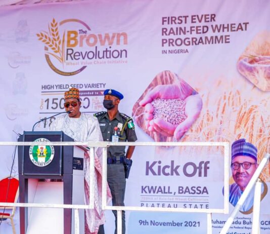 President Buhari launches wheat farming in Plateau, optimistic of ending wheat import soon